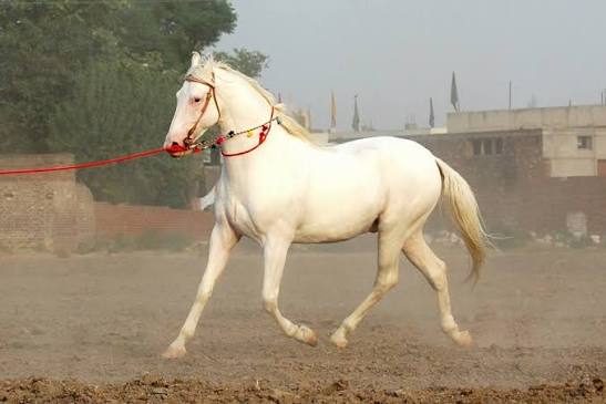 White horse at Mahiwal Stud Farm