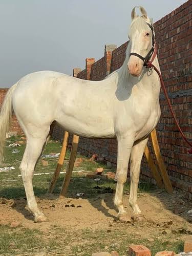White horse standing outdoors